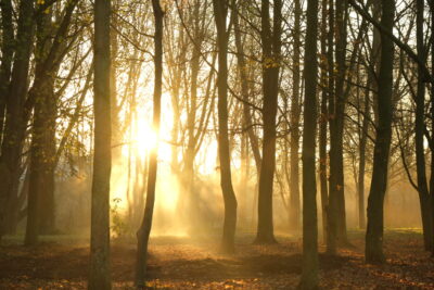 Agrandir l'image 4 sur 11, fenêtre modale