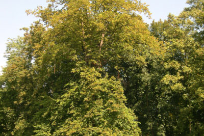 Agrandir l'image 5 sur 11, fenêtre modale