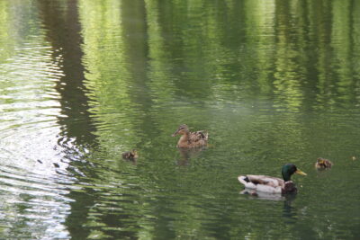 Agrandir l'image 5 sur 8, fenêtre modale