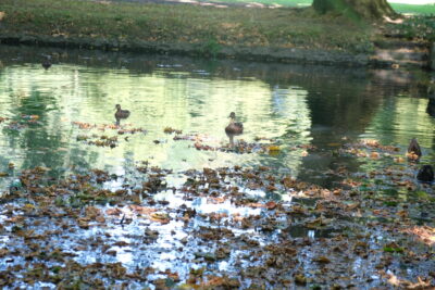 Agrandir l'image 8 sur 8, fenêtre modale